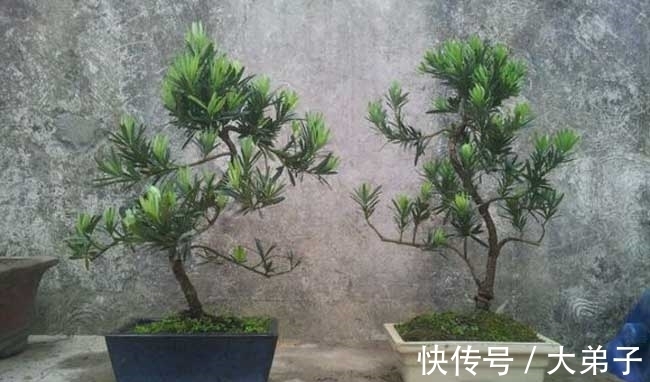 盆栽|罗汉松盆景价值高，定时修剪多浇水，轻轻松松养成老桩，价值更高