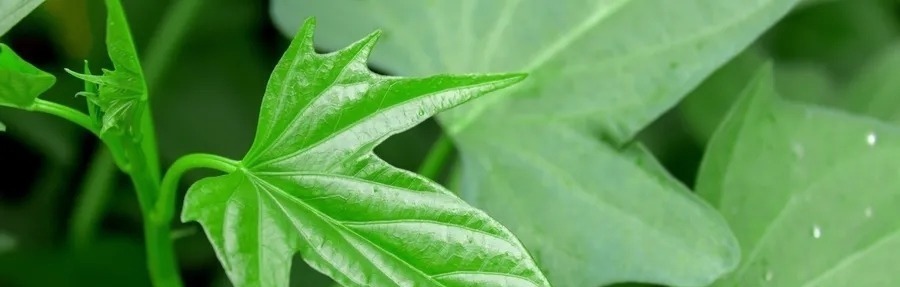 润肠通便|别吃红薯了,它才是“长寿菜”!润肠通便,百岁老人吃了几十年