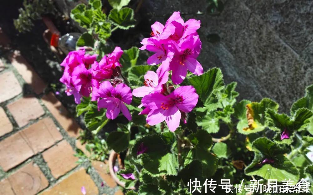 花友|养花很容易上瘾,一个“中毒太深”的花友自述,看完你还敢养花吗