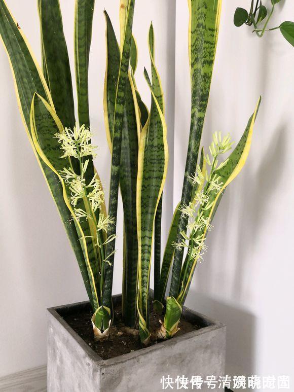 这5种花,漂亮又好养,放卧室客厅都合适,还能净化空气,很实用