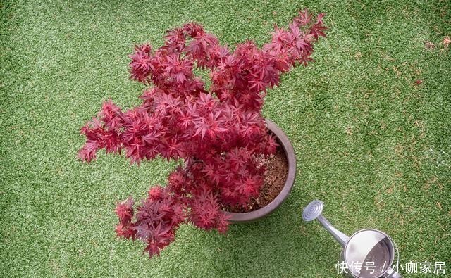 花草|冬季养花,晨起少做4件事,花草或会“感激”你