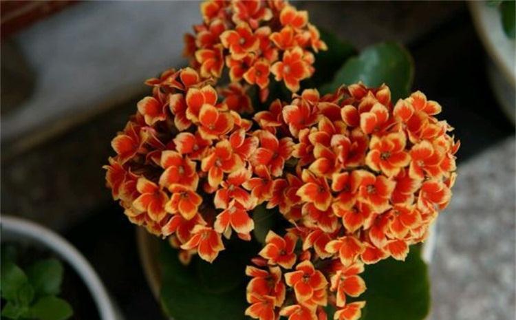 刚扦插的长寿花结了花苞,这样处理,秋天花不爆盆都难