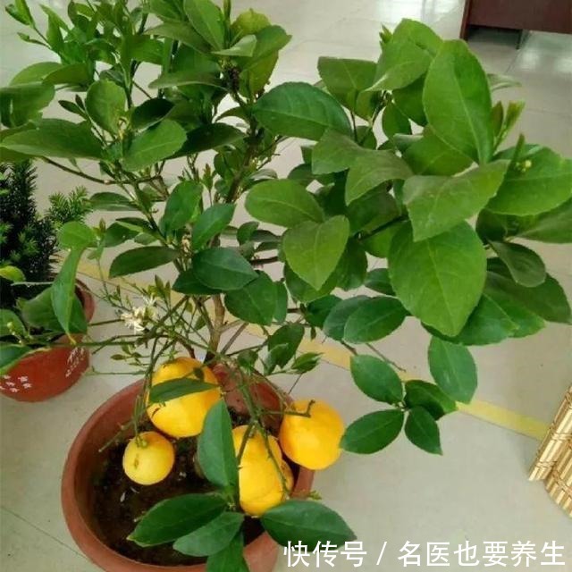 花香堪比香水,邻居大妈都追着问,眼馋极了!