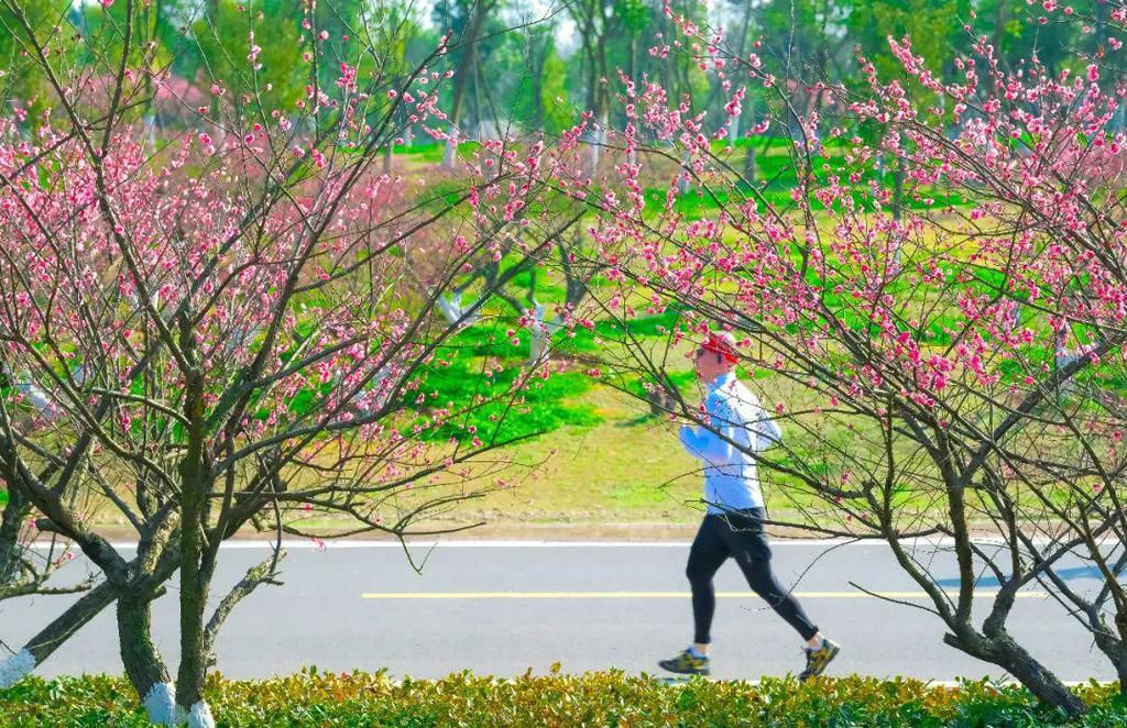 太美了！橘子洲上鲜花盛开！还有松雅湖、望月公园…错过再等一年！（大量美图）