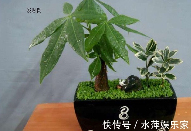 黄叶|养发财树做好这三点,不黄叶、不烂根,枝繁叶茂,不断窜新芽