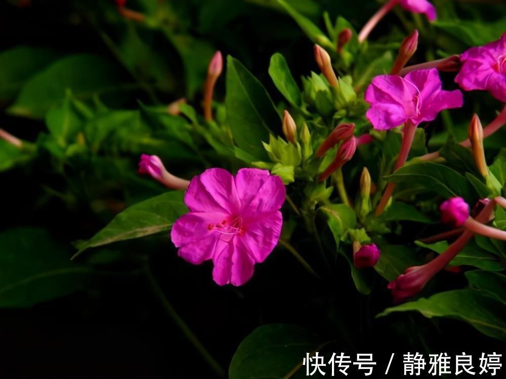 夜来香|这4种花养的人特别多,就为了看它们在夜间绽放,欣赏不一样的美