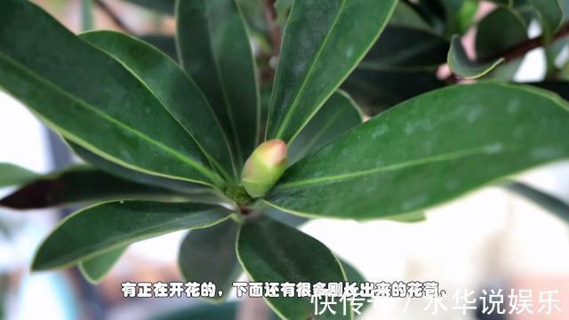 花朵|四季茶花进入秋季后怎么养护做好几点，花朵能一直开到冬天