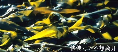 鞣酸|海带不能和什么一起吃 海带与它同吃会致命!