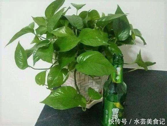 给“绿萝”浇水,兑上点这东西,棵棵长满盆,叶子巴掌大!