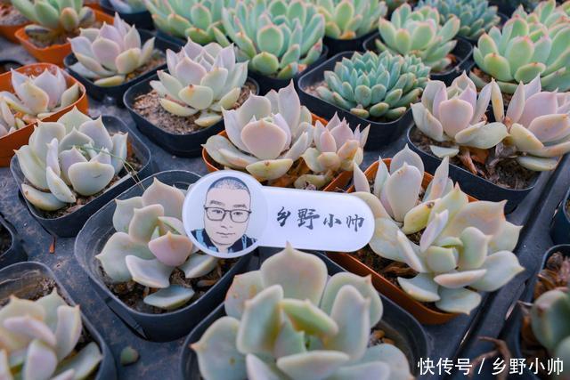 多肉植物|多肉叶片干瘪,不一定是缺水,可能是因为这些原因听听小帅怎么说