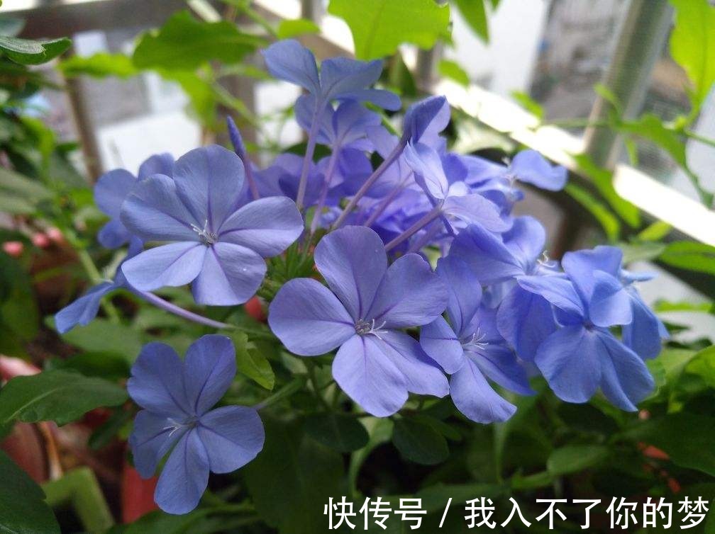 封闭阳台养这4种花,很快变成花海,现在养刚刚好