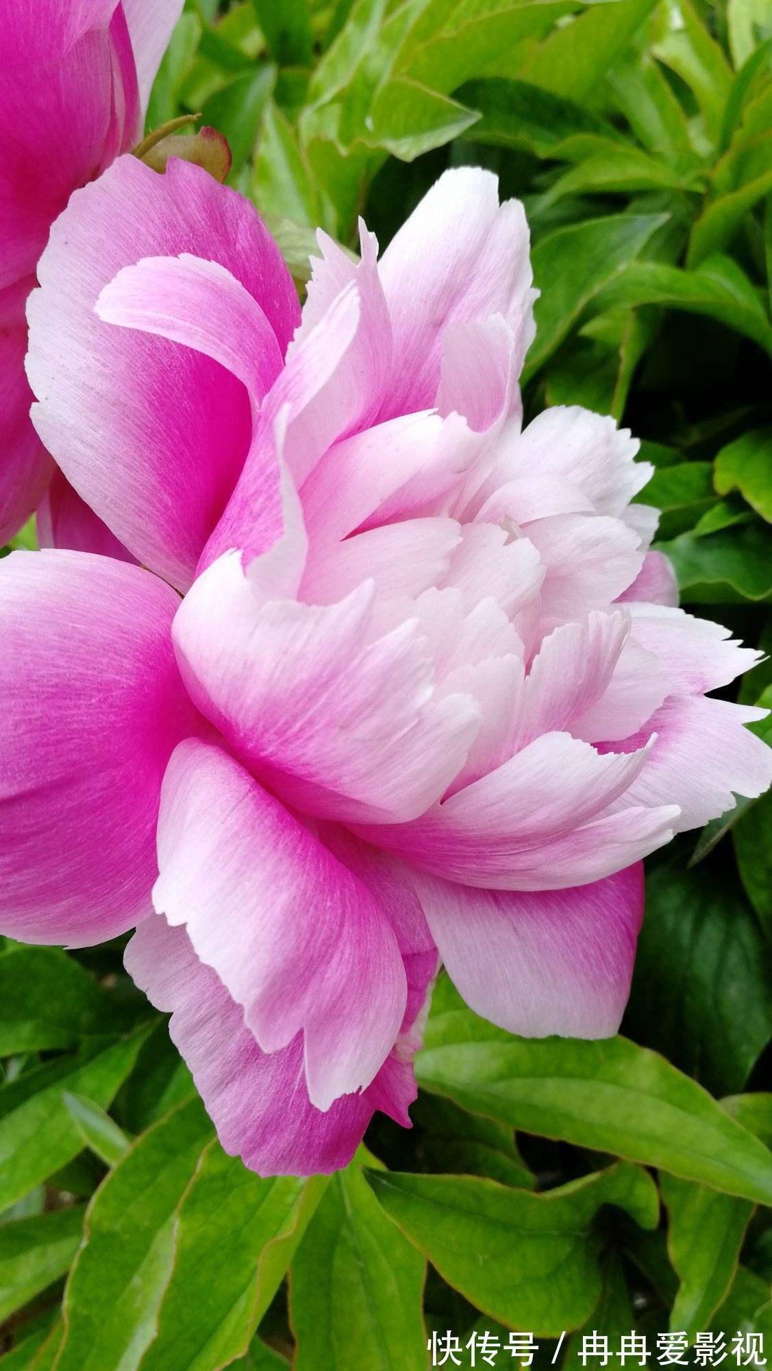 秋季养花大合集，30种花，你想要的我全有！