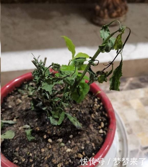 空气干燥|冬天把花搬暖气房就安全了?忽略了这一点,反而被热死!