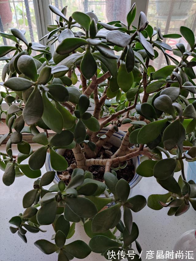 3种花要“穷养”，塞进小盆少浇水，长得格外好