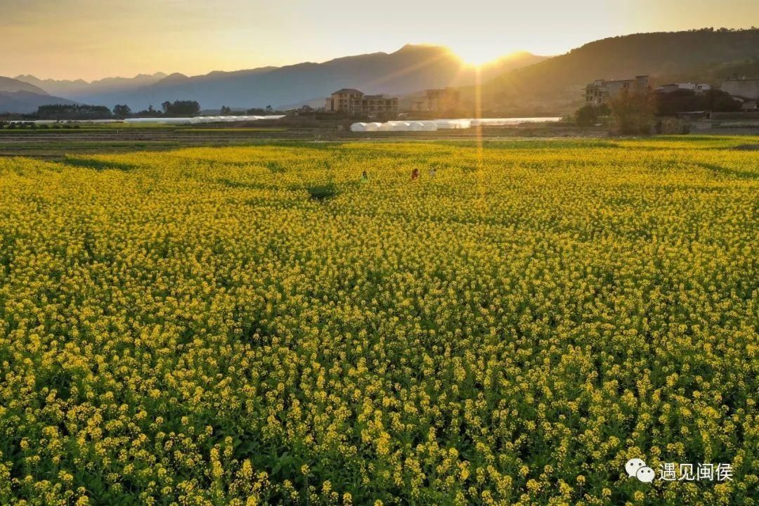 金色花海！福州油菜花开了！【区县头条】