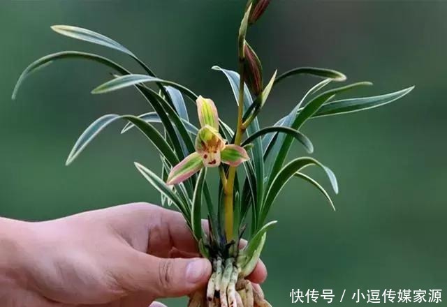 价值|最具收藏价值的兰花,花开双色、香味浓郁“兰中极品”——帝王妃