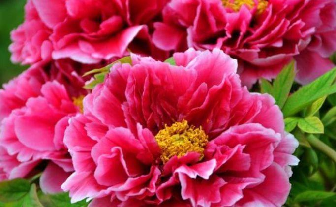 此款花草适合新手养殖,花姿妖娆,四季繁花似锦,美