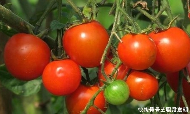 西红柿有没有打“激素”?看三个地方,就不会再买错了