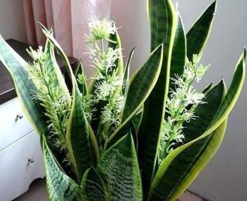 4种花是爆盆“能手”,特别适合客厅养一盆,漂亮上档次