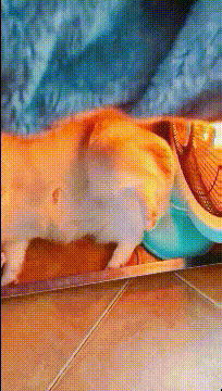 |搞笑GIF:姑娘当时就懵了 早知如此就不应该玩这个