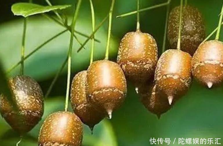 全球最珍贵的一棵树,被誉为“地球独子”,生长在浙江普陀山