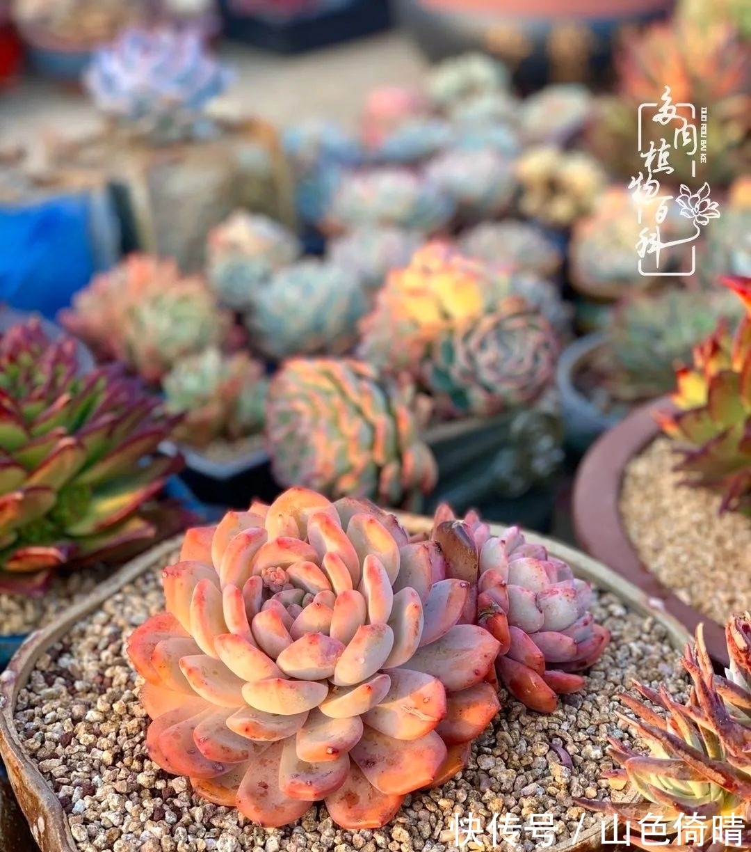 我与多肉植物百科的398天离别又重逢！