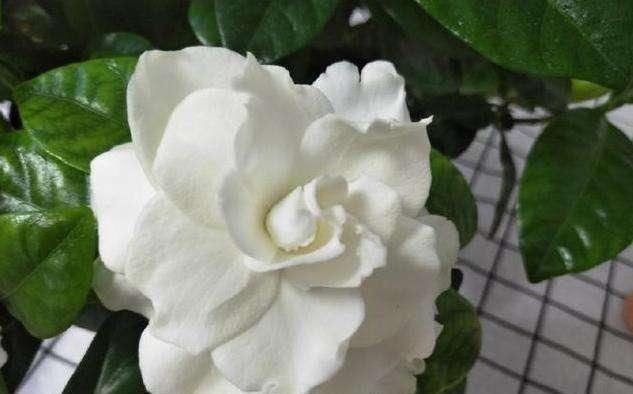 逛花市千万别买这3种花,内藏“猫腻”,买回家很难养活