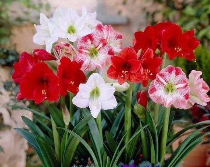 盆栽|最受欢迎的3种花,开花艳丽,惹人喜爱,看一眼就忘不了!