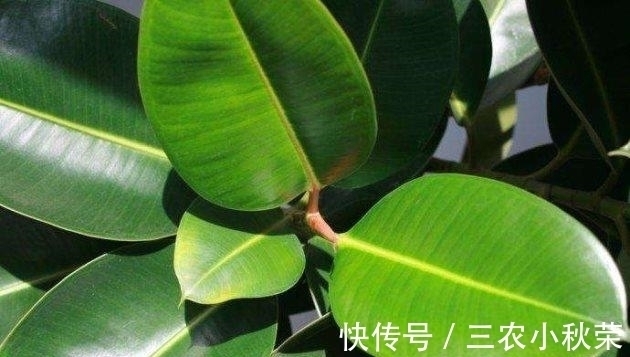 橡皮树扦插繁殖正当时! 一张叶、一截枝, 长成一棵树!