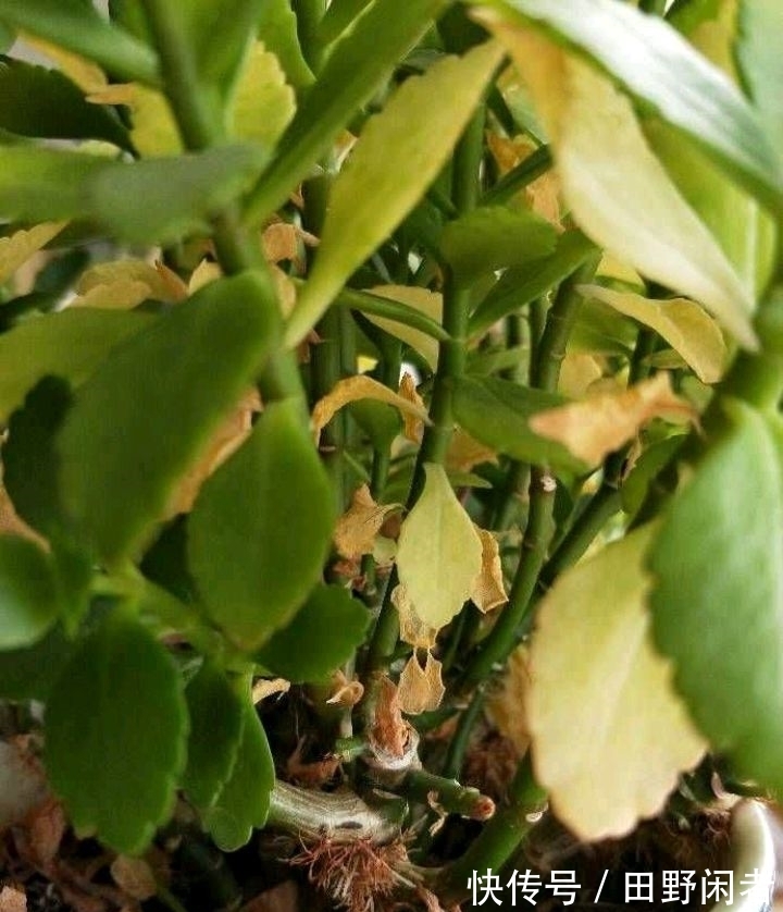 长寿花黄叶子怎么办?两个方法,叶墨绿花开得很灿烂