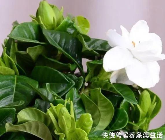 碰碰香|不管有钱没钱，家里养这十种植物，招财镇宅又养人