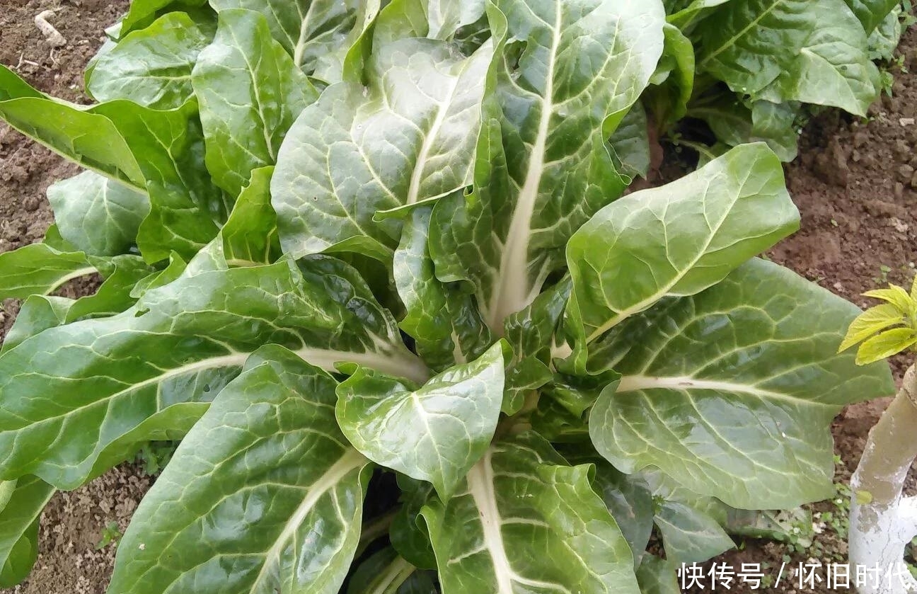 野菜|农村3大野菜,能宽肠通便、美容抗衰老,快来了解一下吧