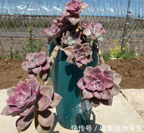 趁着还没立冬,赶紧养盆多肉紫乐,皮实好养越晒越好看,值得拥有