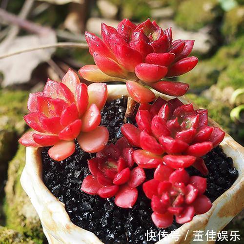 花盆|3种多肉养不死,丢在花盆里,3个月长满盆,小白变高手