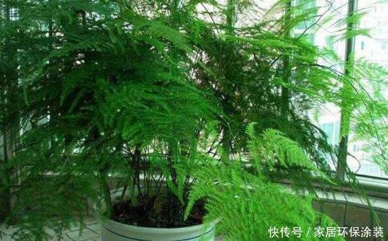 适合新人居家盆栽的花草植物，这几款上榜啦！