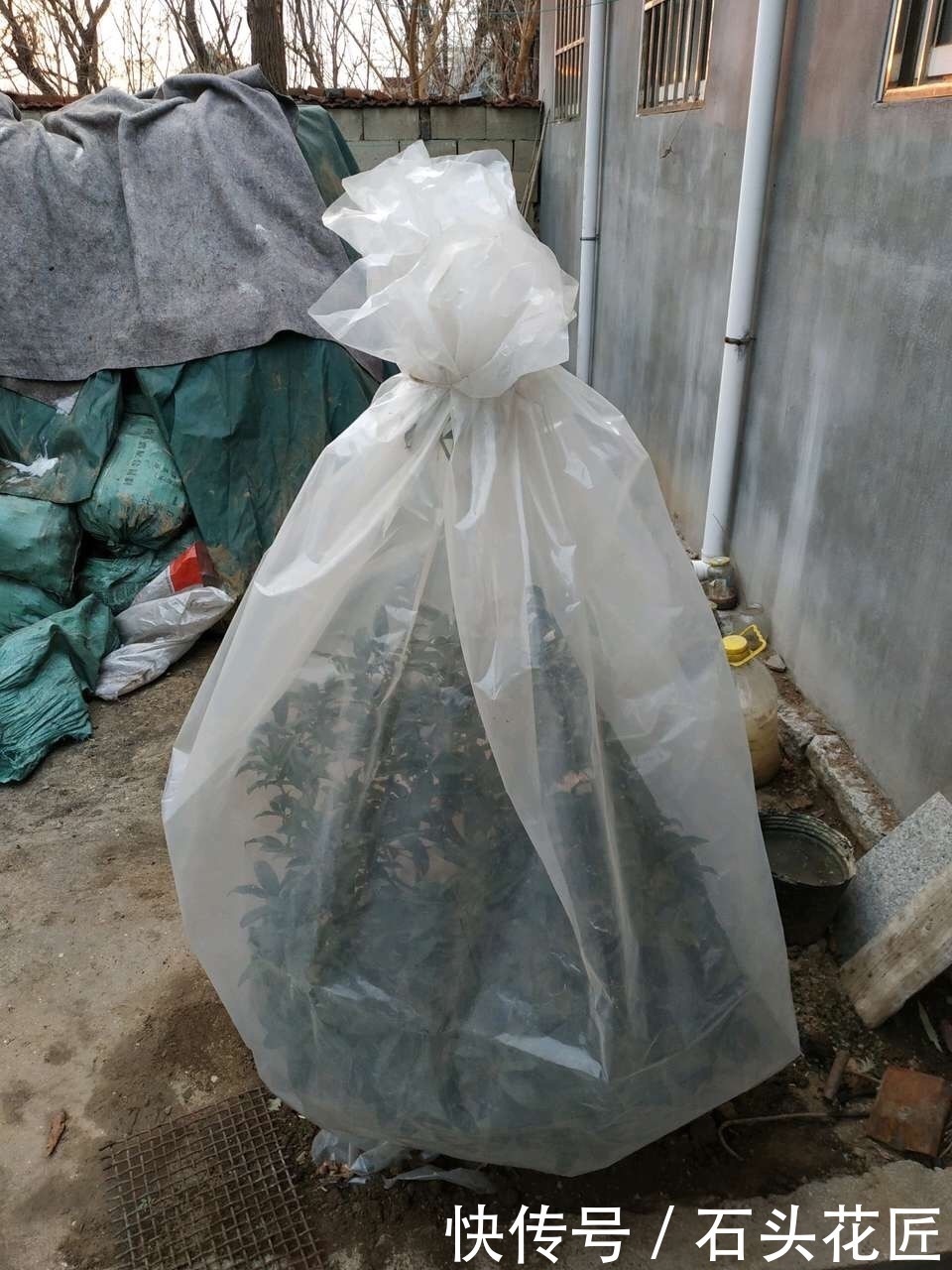 修剪|家里有5种花，12月之前要“动剪刀”，舍得剪、花量翻倍