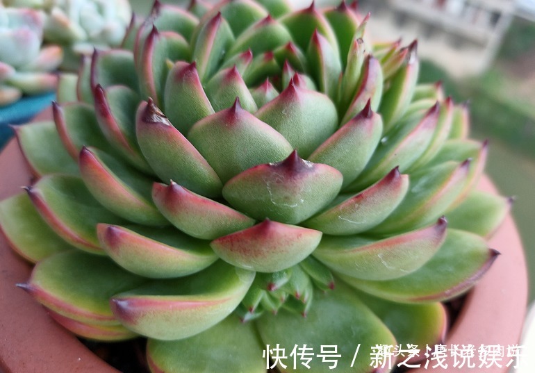 养多肉7年,我的多肉夏天基本不会出现黑腐,来看看是怎么做到的