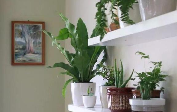 年轻人养花必备技能4个简单小技巧，让小白轻松掌握盆栽要领