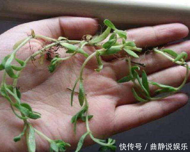 喂猪|农村常见野草,过去用来喂猪,现在才知可以泡茶喝,晒干价值更高