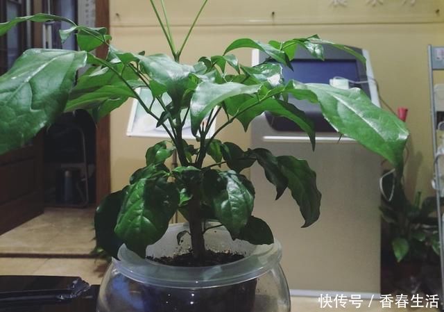 幸福树|这“2种”树,比花卉好养,能够吸“甲醛”,养一盆好处真不少