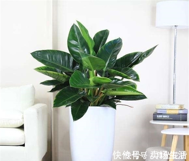 湿度|第一次养花,就养一盆“阳台精品”金钻,高大茂盛,珍贵独特