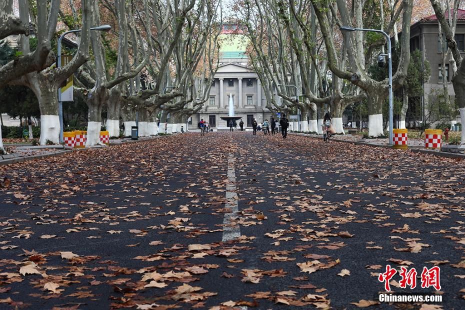 飘飘|南京东南大学落叶飘飘“醉”美校园