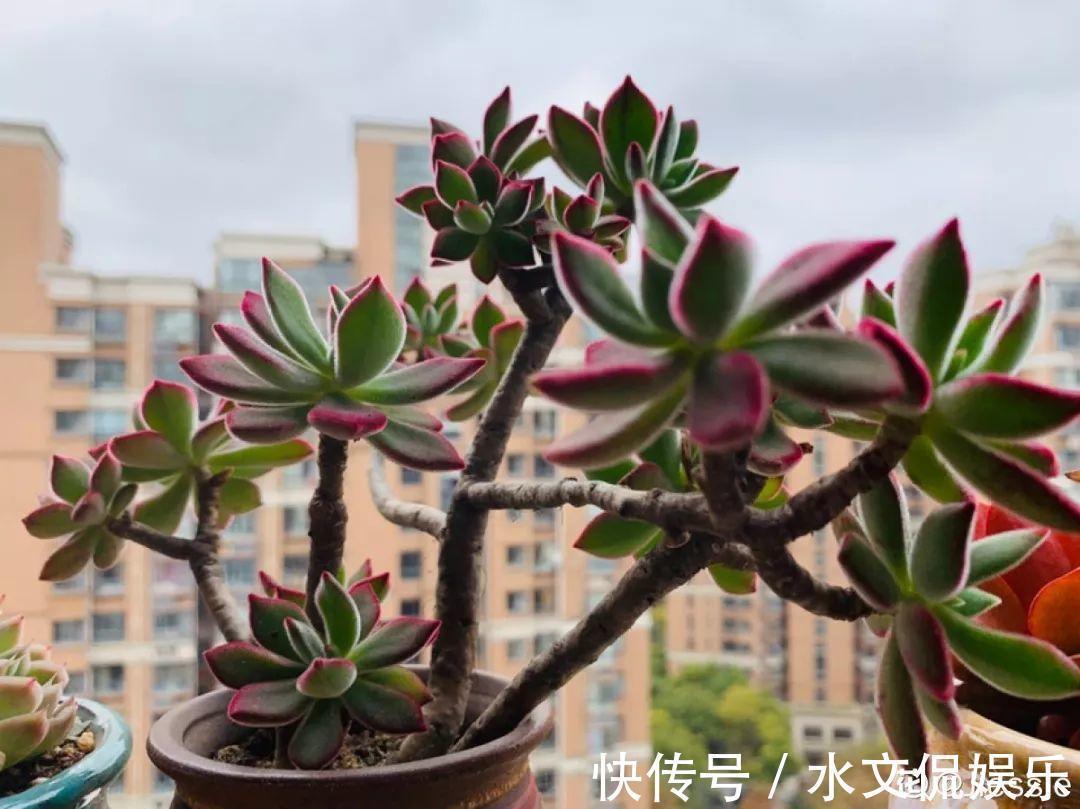秋天买多肉，认准这点，长得胖嘟嘟窜出一圈小芽！