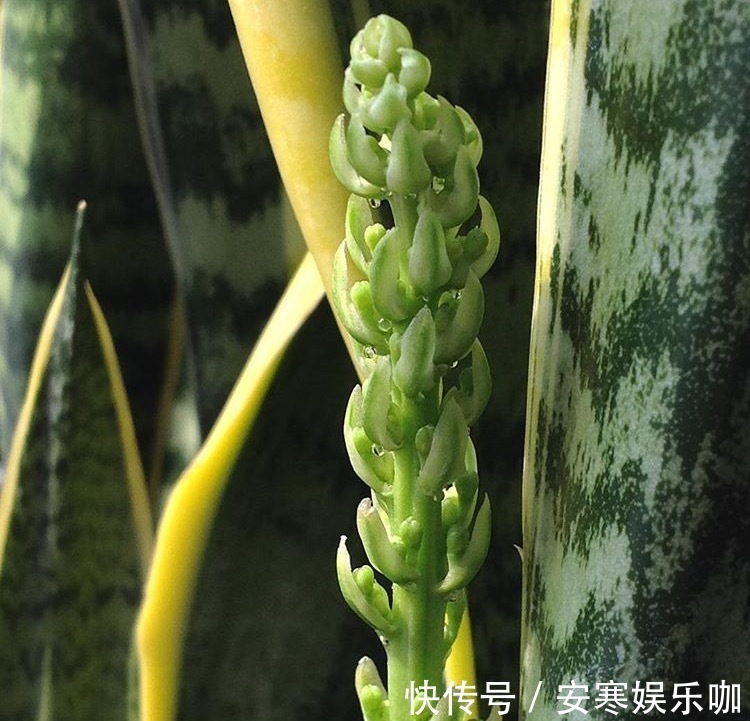 养花高手,能把普通的植物“养开花”,比如虎皮兰、富贵竹、玉树
