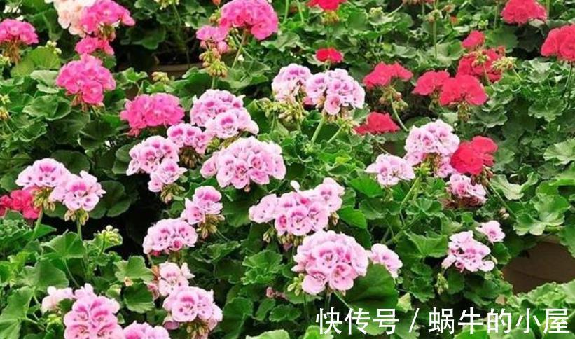 10月养6种漂亮花,小花盆挤一挤,浇水懒一些,越长越旺盛