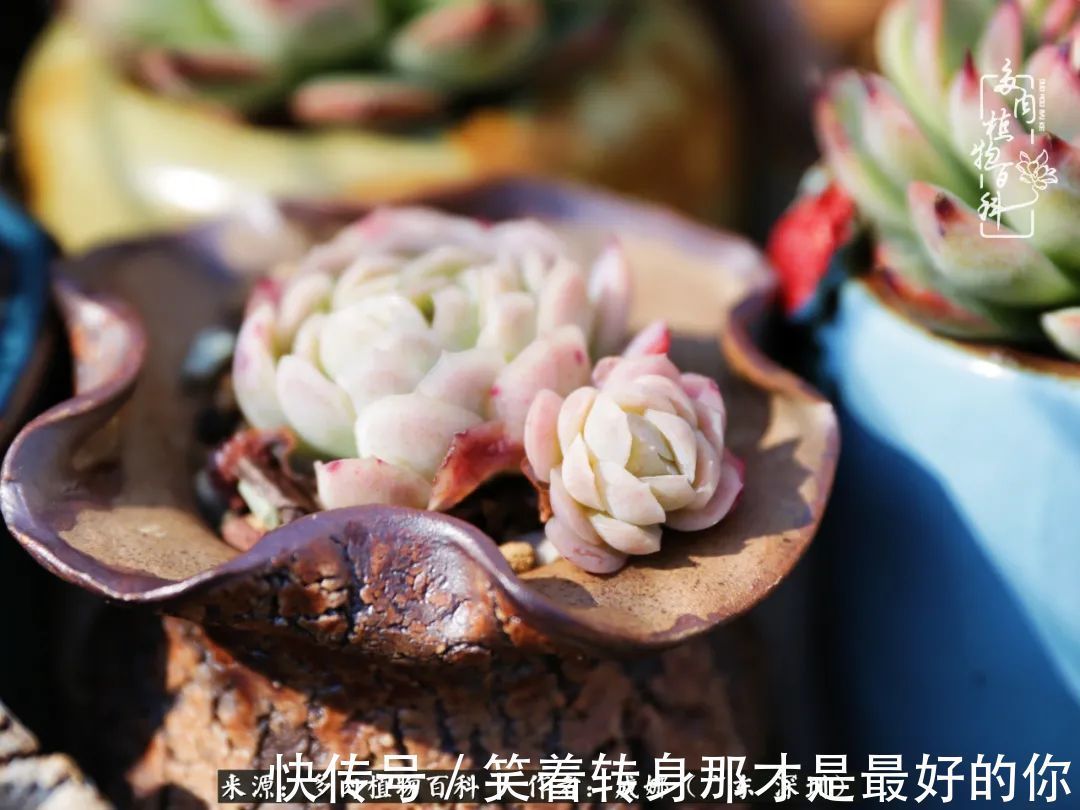 曾经的美肉，谢谢你们都惊艳过时光，谢谢你们都陪过我！