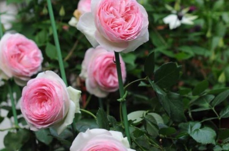 三角梅|3种花,都是开花小能手,养在家里繁花似锦,清新脱俗,懒人最爱