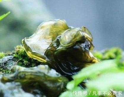 口味|农村雨后长出来的这种“素果冻”,口味胜似燕窝,却很少有人知道