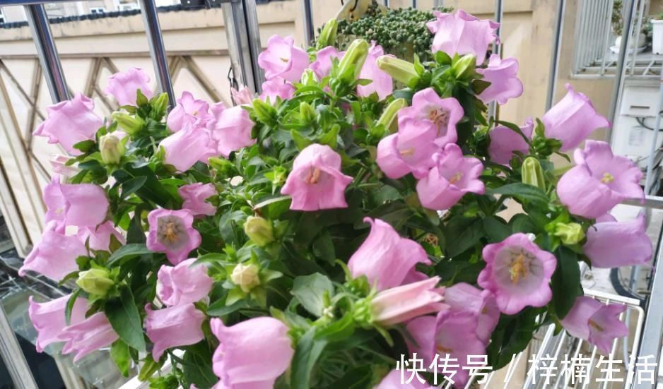 风铃草|此新型盆栽绿植,花型别致美丽,开花频繁,种植简单,在家也能养