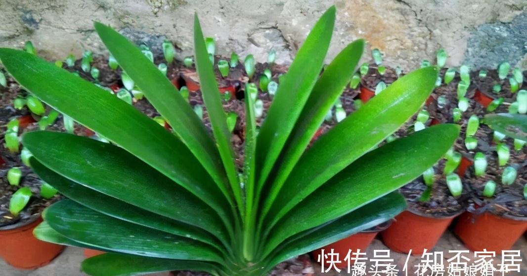 君子兰开花有诀窍，牢记多晒太阳，少浇水勤施肥，注意温差这几样